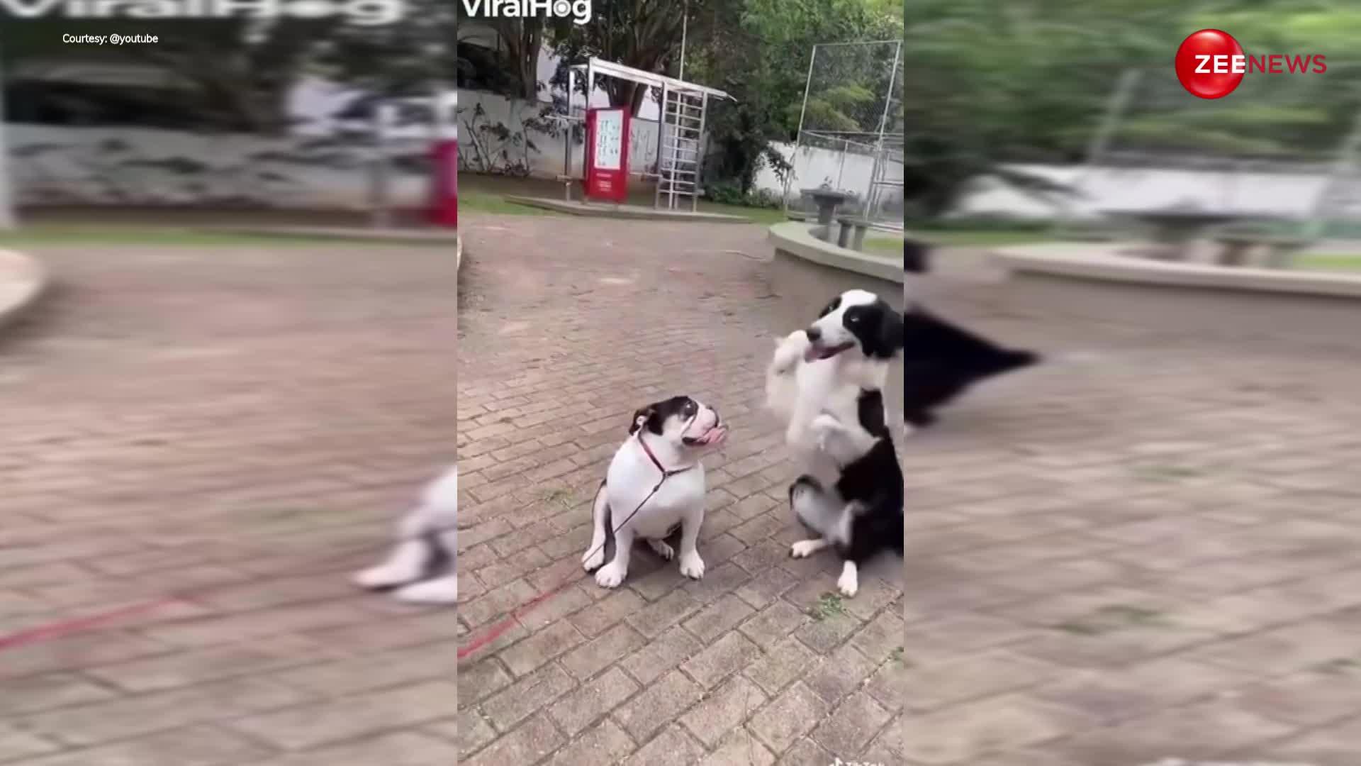 कुत्तिया को इम्प्रेस करने के लिए कुत्ते ने किया डांस, वीडियो देख लोग बोले- वाह रे वाह