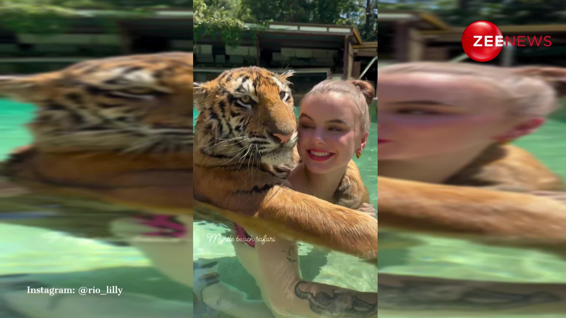 टाइगर के साथ स्वीमिंग पूल में नहाते दिखीं कैलिफोर्निया की जू मालकिन, Video देख हिल गया इंटरनेट