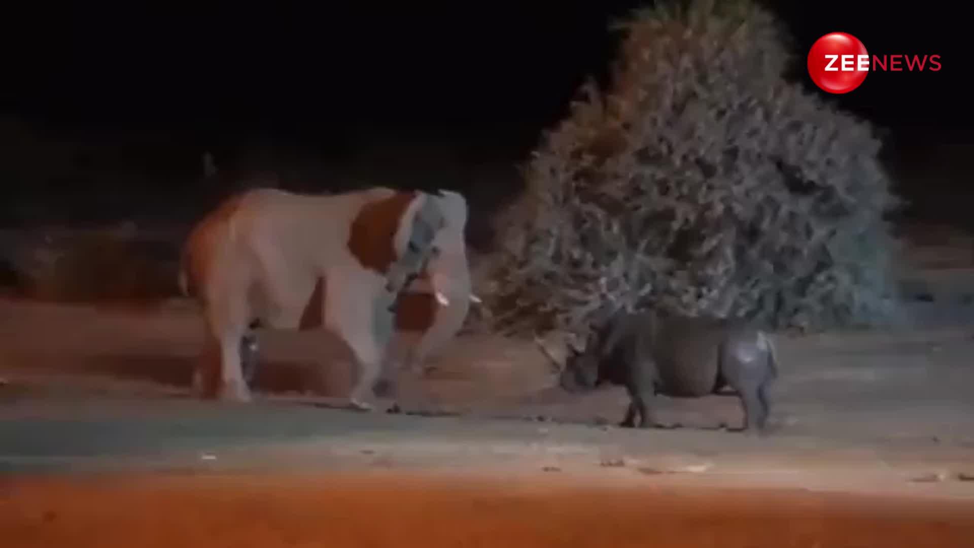 Viral Video: गेंडे ने हाथी को की डराने कोशिश, फिर हाथी ने किया ये काम