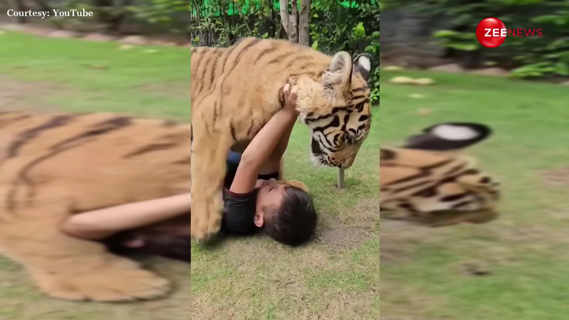 8 साल के बच्चे ने की बाघ से दोस्ती, मिलने पहुंचा तो जमीन पर लेटाकर चाटा; खतरनाक दृश्य देख हिल गए लोग