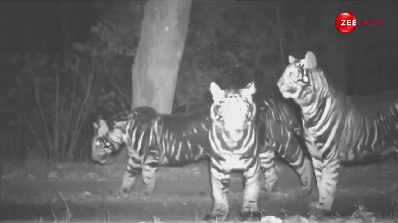 Black Tiger: ओडिशा के जंगलों में दिखा अद्भुत नजारा, कैमरे में कैद हुआ ब्लैक टाइगर का कुनबा; देखें वीडियो