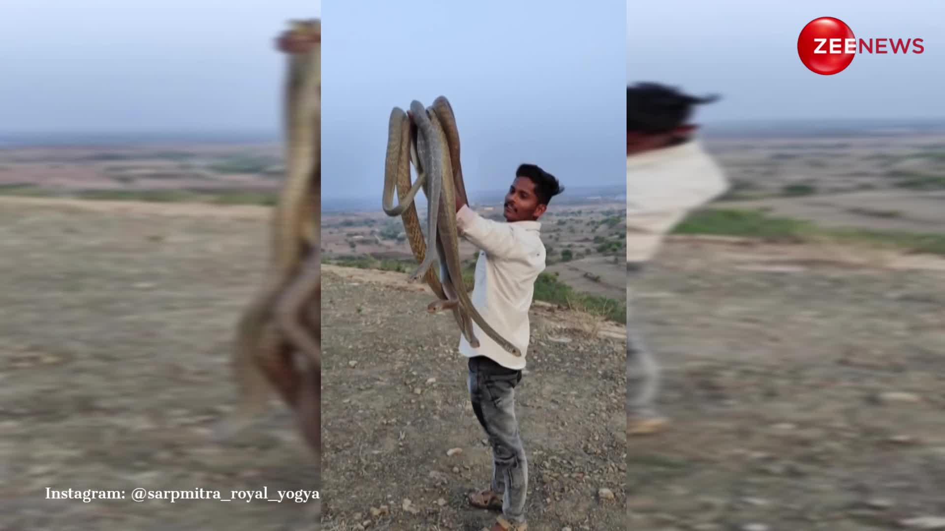 Snake Video: शख्स ने हाथ में लटकाए दर्जनों सांप, लापरवाही से जो हुआ देख उड़ जाएंगे होश