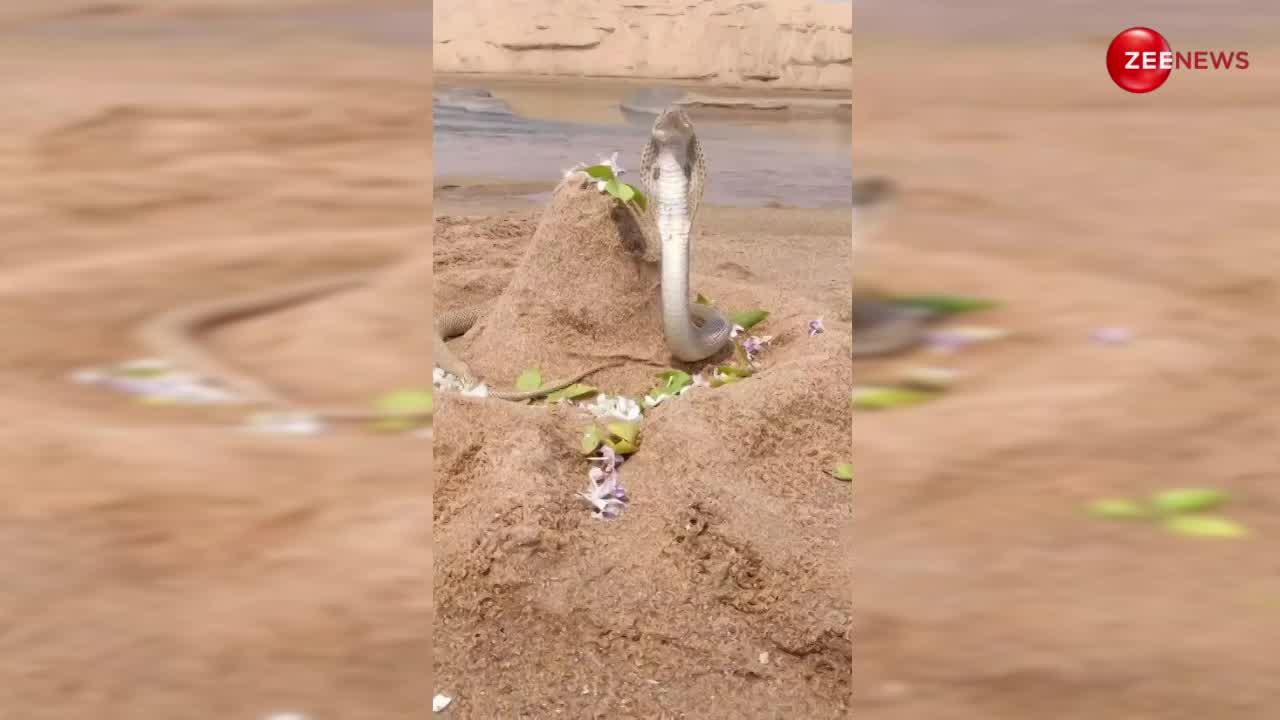 समंदर किनारे बनी रेत की शिवलिंग पर आकर बैठ गया King Cobra, अद्भुत वीडियो जमकर हो रहा है वायरल