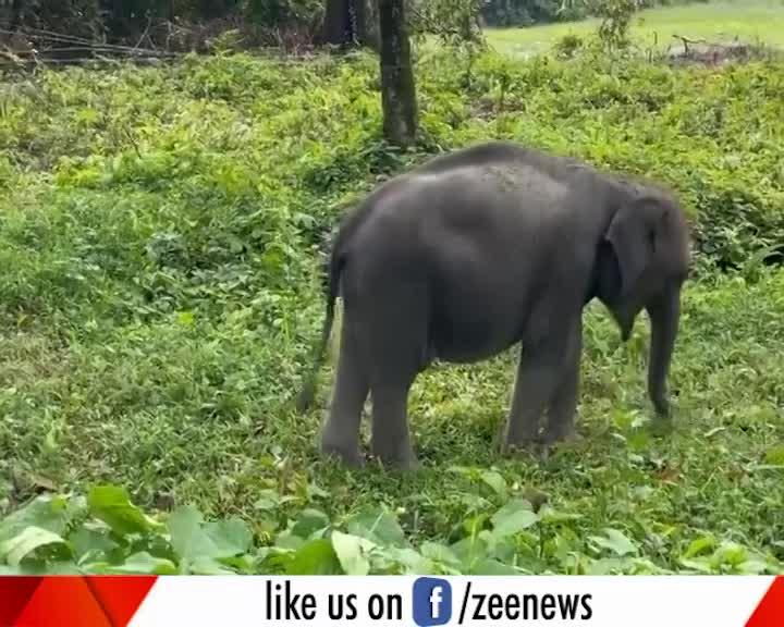 Viral Video: हाथी ने जंगल में खाई चुन-चुन के घास, वीडियो देख आप भी कहेंगे 'गजब'