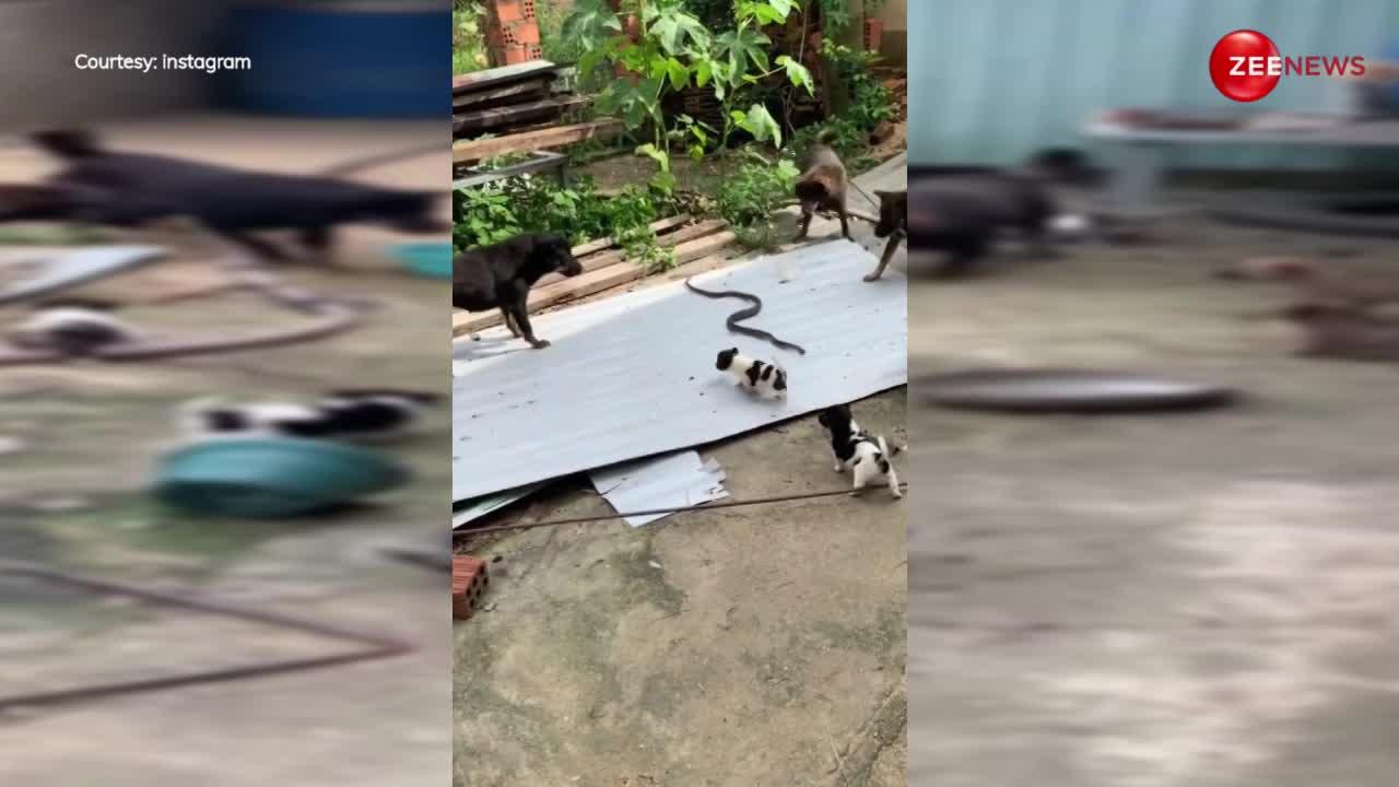 मात्र 40 सेकंड्स में 3 कुत्तों ने जहरीले कोबरा को कर दिया अधमरा, आप को भी अंचभे में डाल देगा ये वीडियो