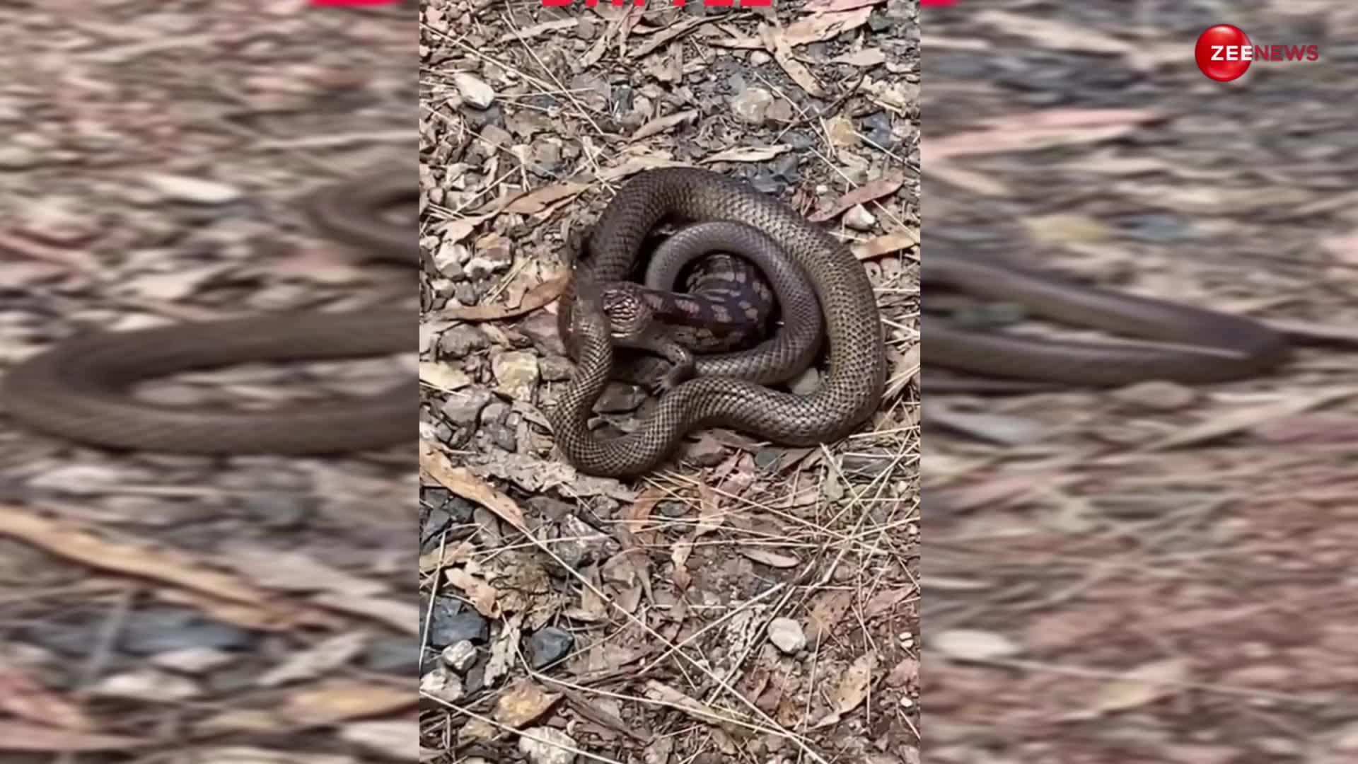 छिपकली और किंग कोबरा की ऐसी लड़ाई पहले कभी नहीं देखी होगी, देख कांप जाएगी आपकी रूह