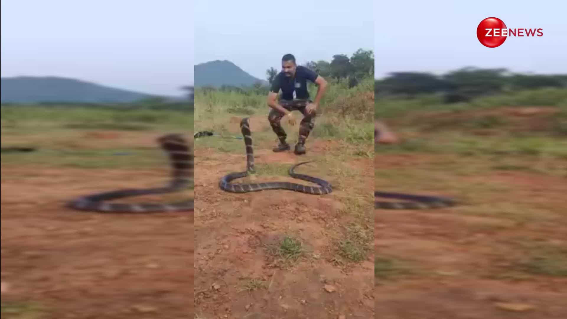 King cobra immersed in mans eyesvideo viral
