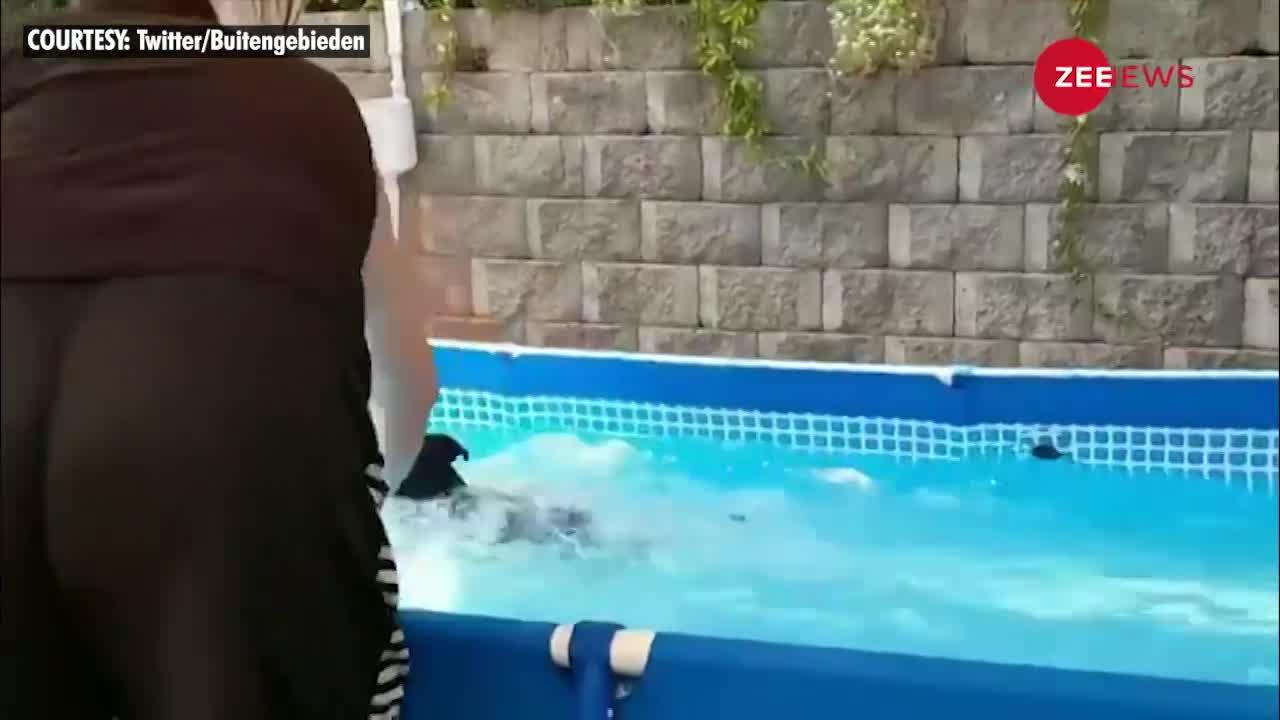 Viral: पानी में लगा कुत्ते का मन, बाहर निकाला तो की ऐसी हरकत