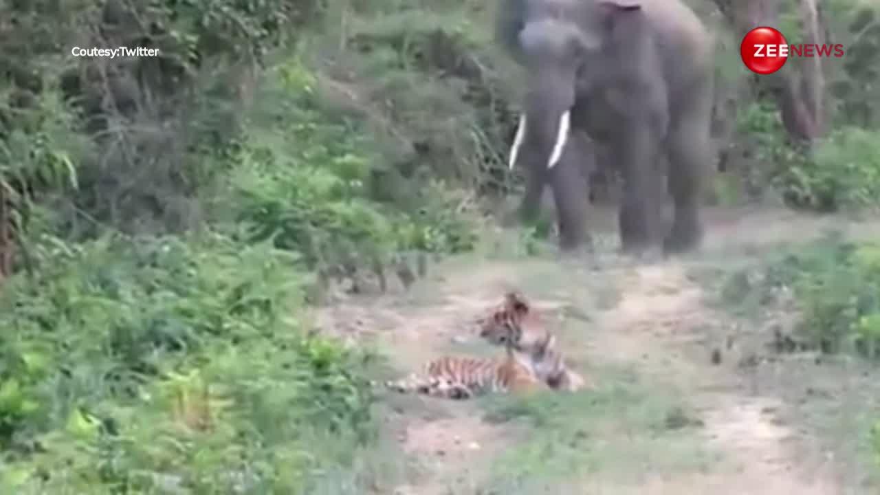 विशालकाय हाथी के डर से दुम दबाकर भागा बाघ, खौफ से हुआ पसीना-पसीना