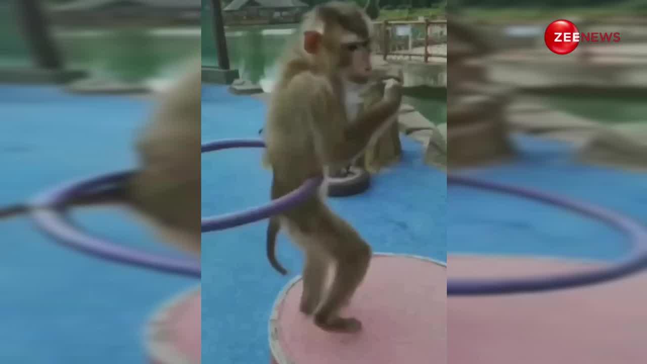 पतली कमरिया गाने पर बंदर ने हिलाई अपनी कमर, वीडियो देख हंसते-हंसते यूजर हुए लोट-पोट
