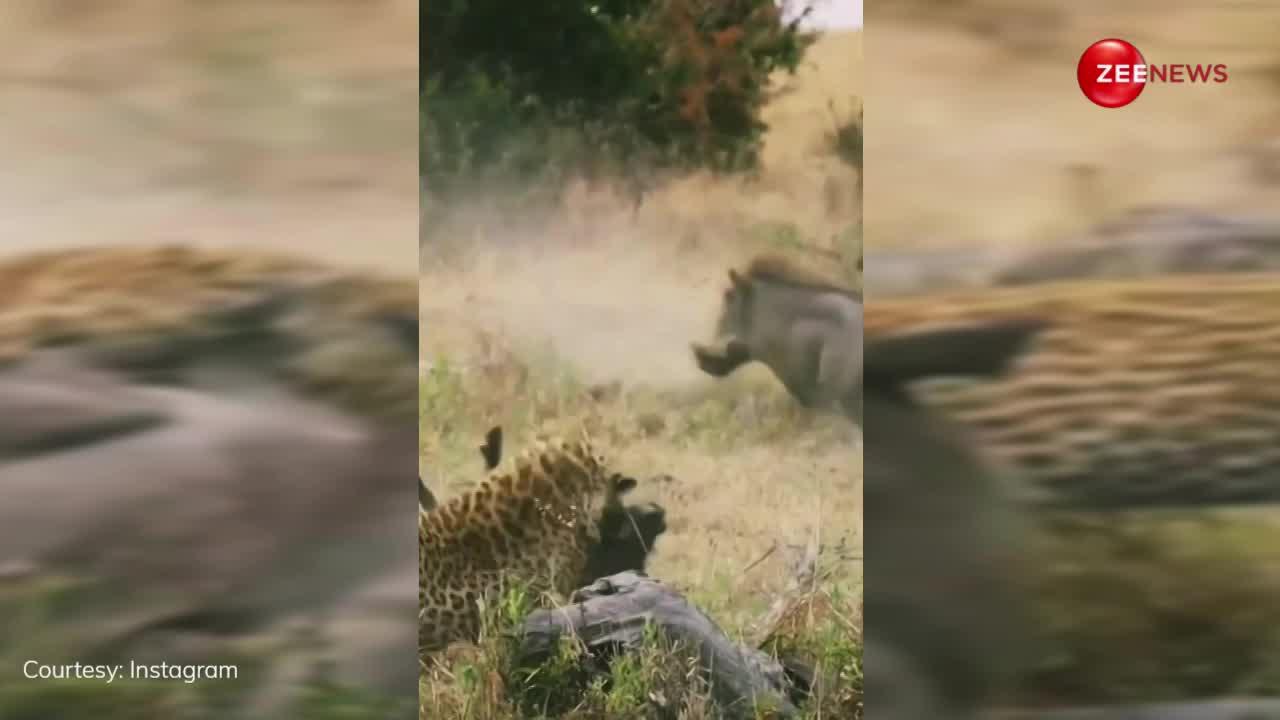 तेंदुए ने बड़ी बेरहमी से किया जंगली सुअर का शिकार, पास खड़ा साथी देखकर छटपटाता रहा, पर नहीं बचा सका दोस्त की जान, देखें वीडियो