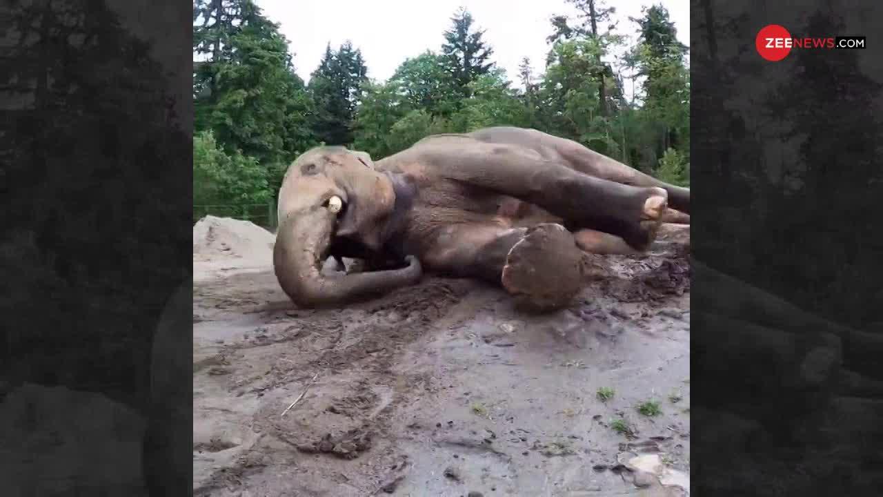 Viral Video : मिट्टी में नहाकर देखें कितना खुश हुआ ये क्यूट हाथी, यूजर ने लिखा..'Mud Spa Day'