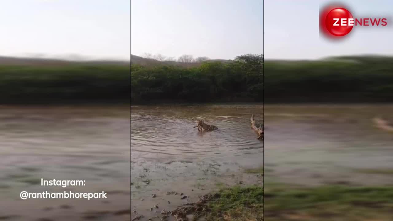 दिल दहला देने वाला VIDEO! बाघ ने हिरण पर अटैक कर तालाब में ला फेंका, पलक झपकते ही किया काम तमाम