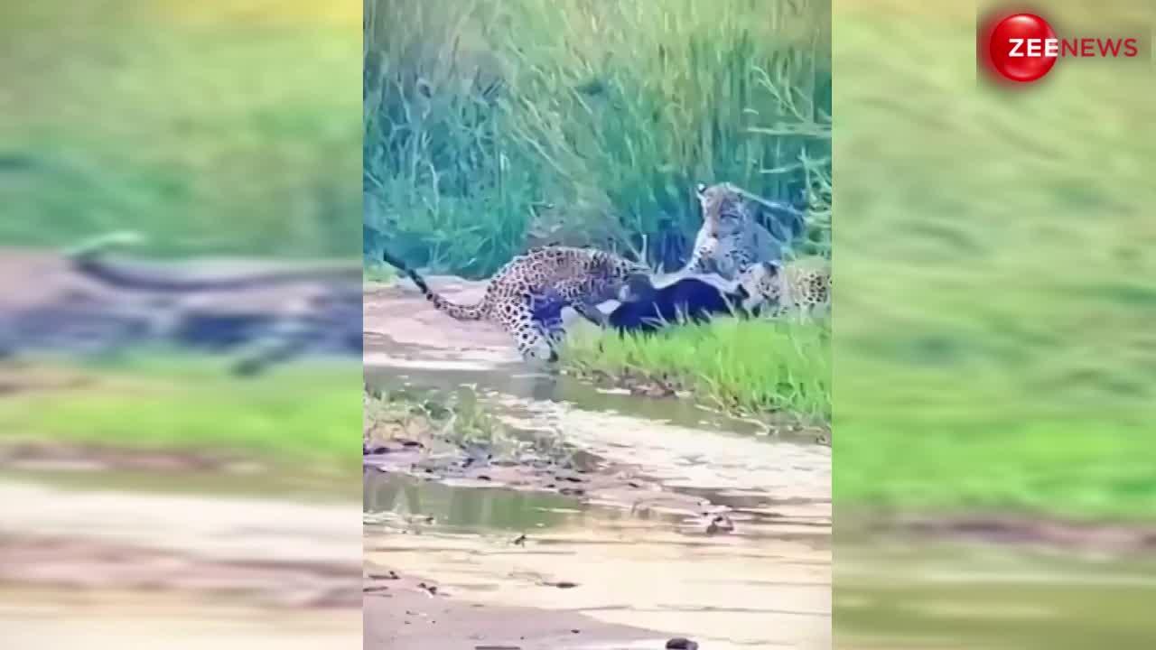 Leopards Viral Video: हनी बेजर का शिकार करने आए तीन खूंखार तेंदुए... अकेले बिज्जू ने बजाई सबकी की बैंड!