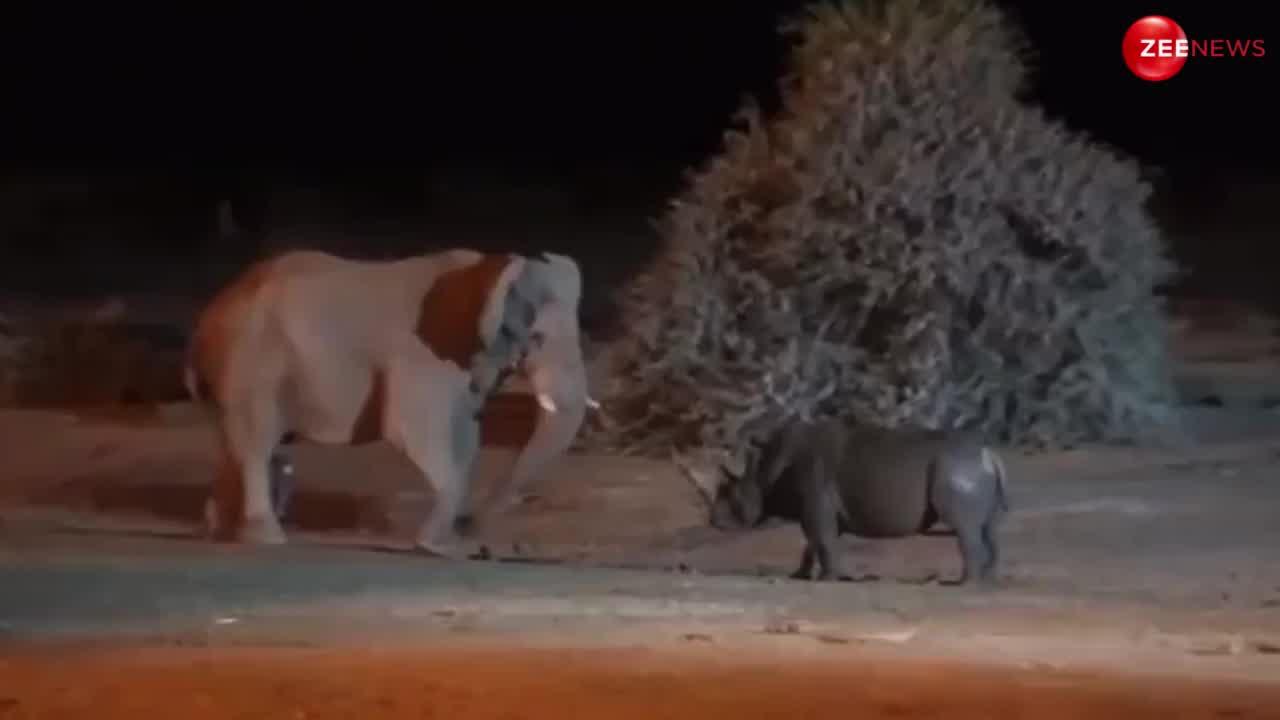 Elephant And Rhinoceros Fight: हाथी के सामने शेर बना रहा था गैंडा, गजराज ने 10 सेकंड में कर दिया काम खत्म!