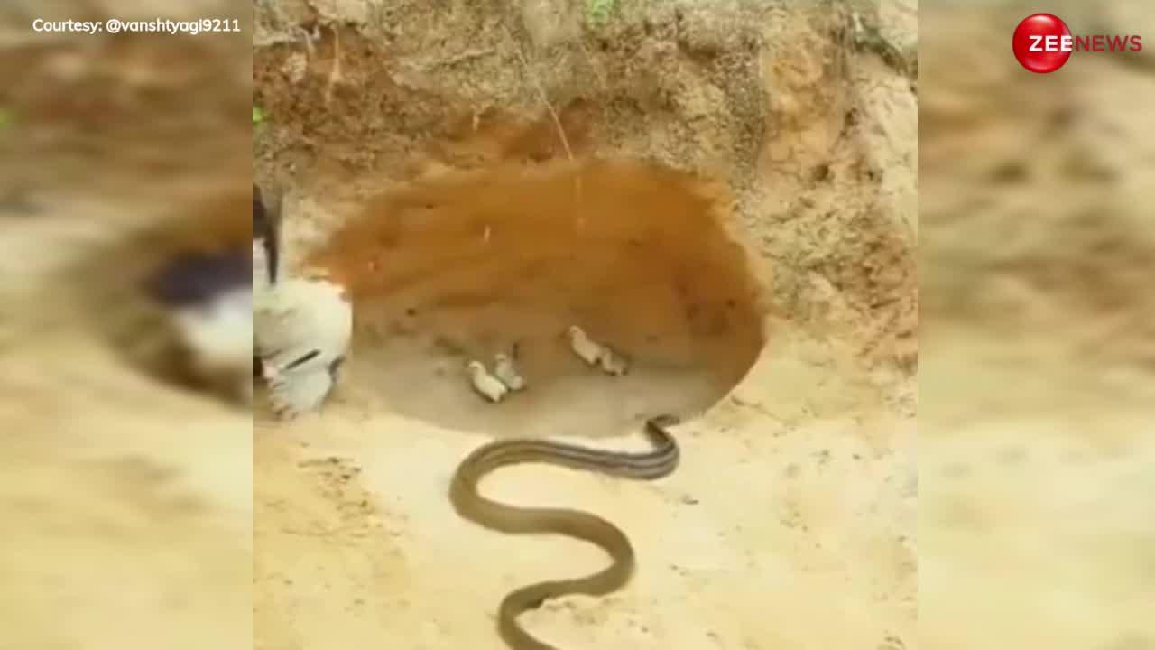 King Cobra Hen Video: कोबरा को देख भाग गया मुर्गा, लेकिन मां नहीं मानी हार, मूर्गी ने ऐसे बचाई फिर अपने चूजों की जान