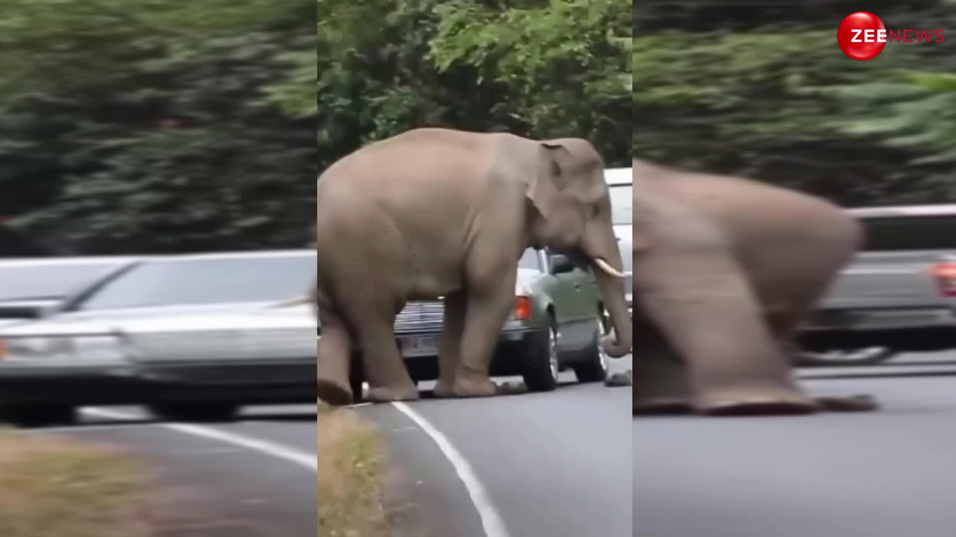Mad Elephant Video: बत्तमीज हुआ हाथी, जंगल से निकलते ही इंसानों पर करने लगा हमला; देख लोगों की हुई-सिट्टी पिट्टी गुम