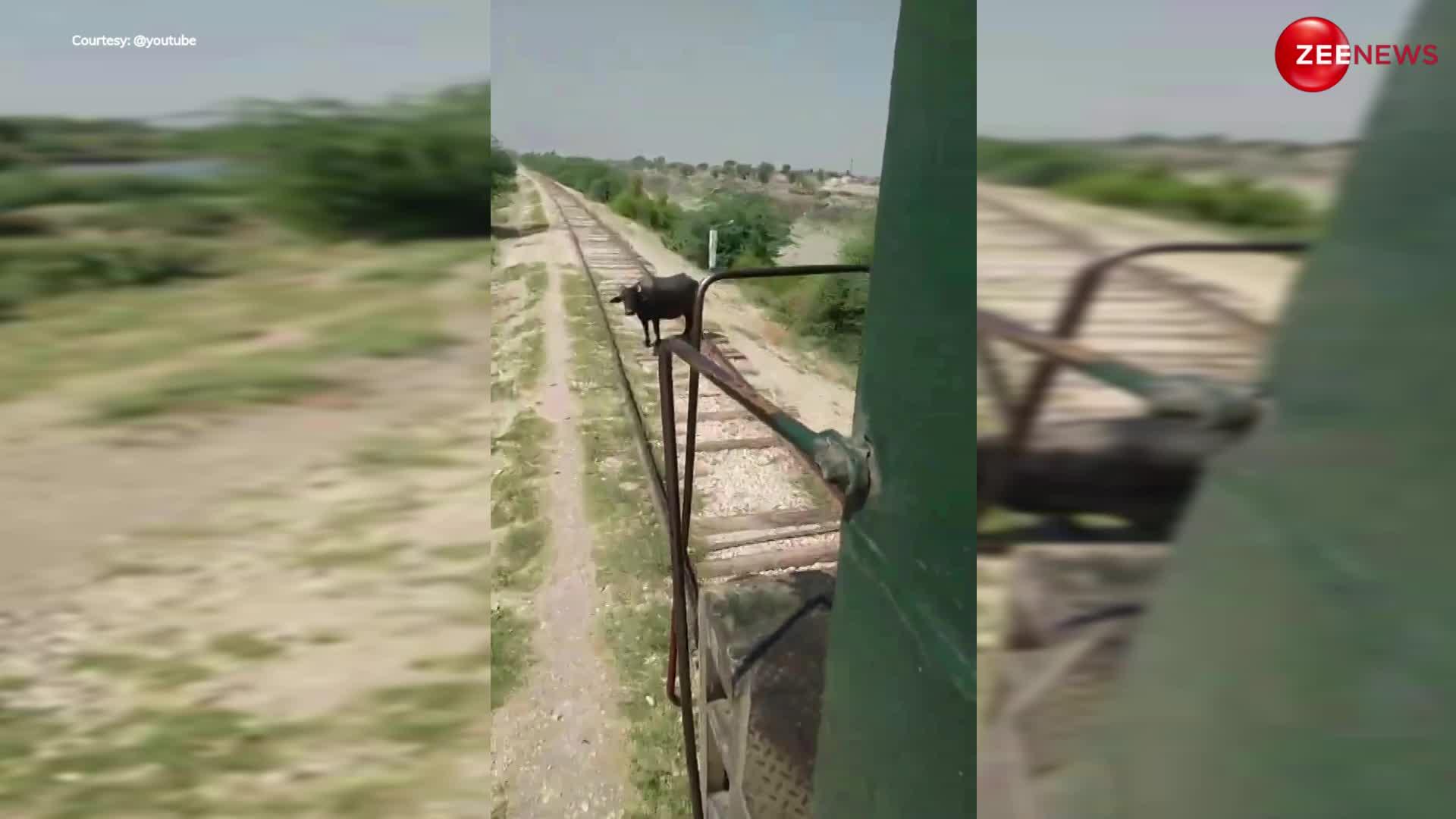 Train Accident Video: ट्रेन के आगे सुसाइड करने आ गई भैंस? फिर उड़ती हुई दूसरी तरफ जा पहुंची; दिल दहला देने वाला है वीडियो