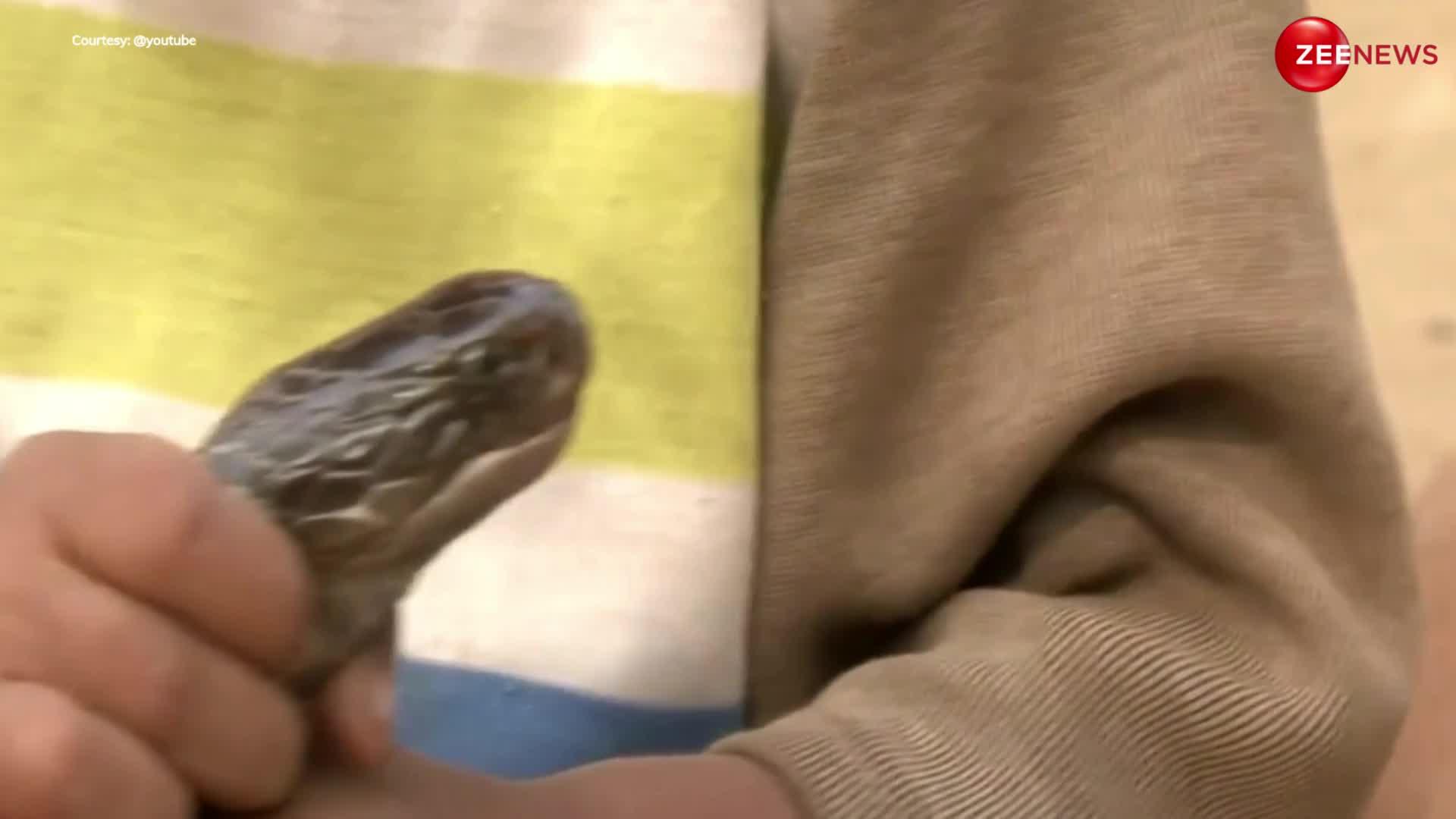 Little Baby with King Cobra: किंग कोबरा को गोद में बिठाकर ऐसे खेलने लगे बच्चे, वीडियो देखने वालों के छूटे पसीने