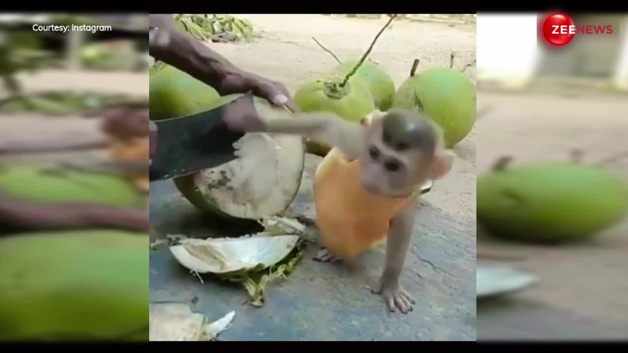 इंटरनेट पर रातों-रात छा गया ये क्यूट बंदर, नारियल पानी के लिए कर दी ऐसी प्यारी हरकतें; देख लोग भी हो गए दीवाने