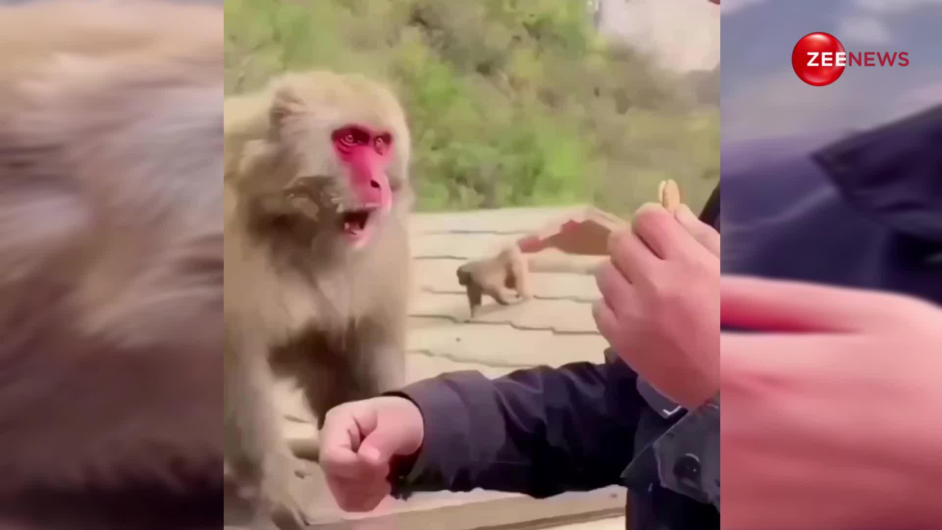 Viral Video: बंदर ने आदमी से चखने के लिए मांगी ये चीज, देखकर लोग हुए हंसी से लोटपोट