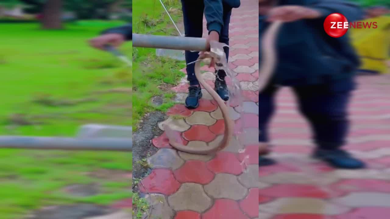 किंग कोबरा बना लोगों के लिए तमाशा! जब चिलचिलाती गर्मी में नहाने के लिए पानी के पाइप में घुसा