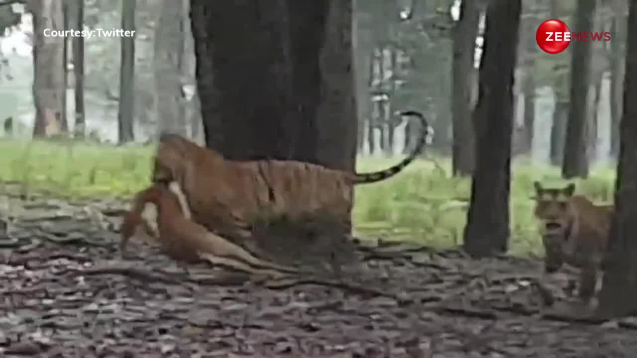 शेर-शेरनी ने हिरण का किया शिकार, फिर जंगल में कुछ ऐसा हुआ