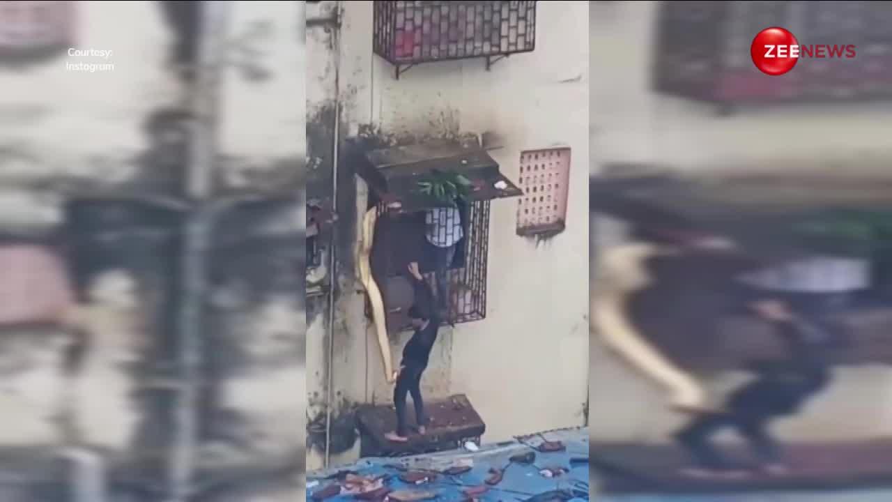 मुंबई के ठाणे में रेस्क्यू किया 15 फुट का अजगर, खिड़की से घर में घुसने की कोशिश में फंसा
