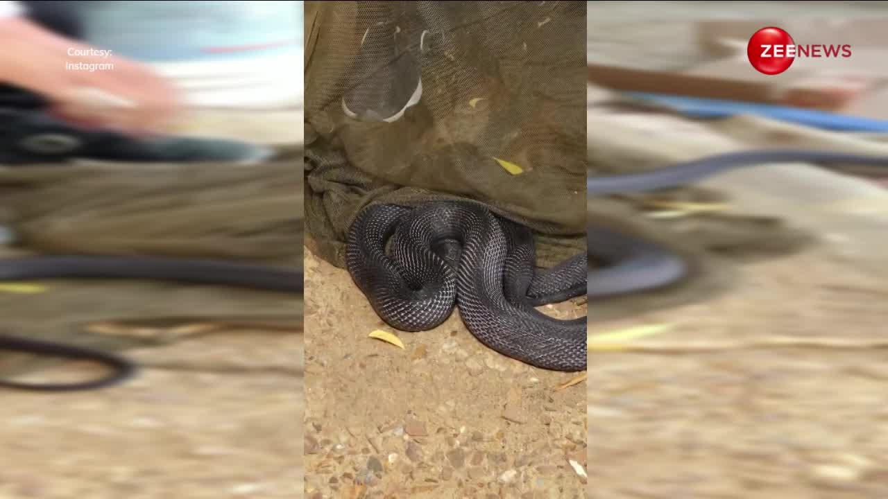 BSF कैंप में छिपा बैठा था 20 फुट का खतरनाक काला किंग कोबरा, मुश्किल से बची जवानों की जान