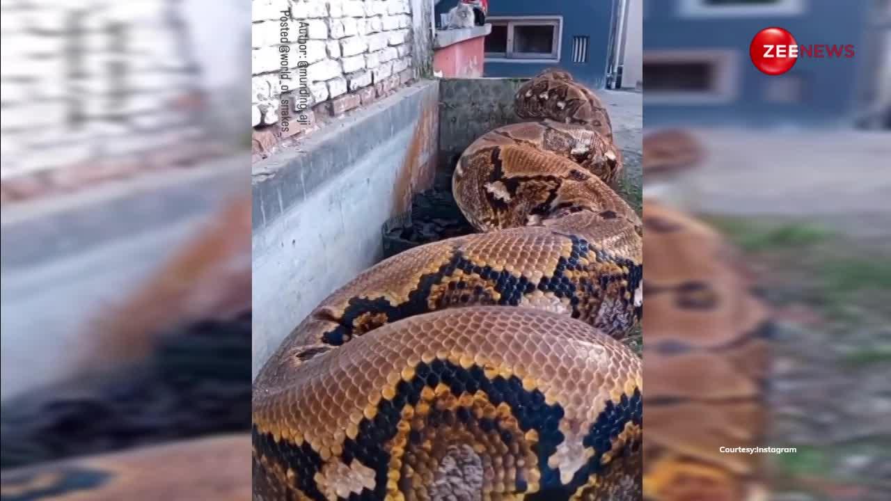 Snake Video: बिल्ली को खाने पहुंचा 20 फीट लंबा अजगर, शेप साइज देख डरे लोग