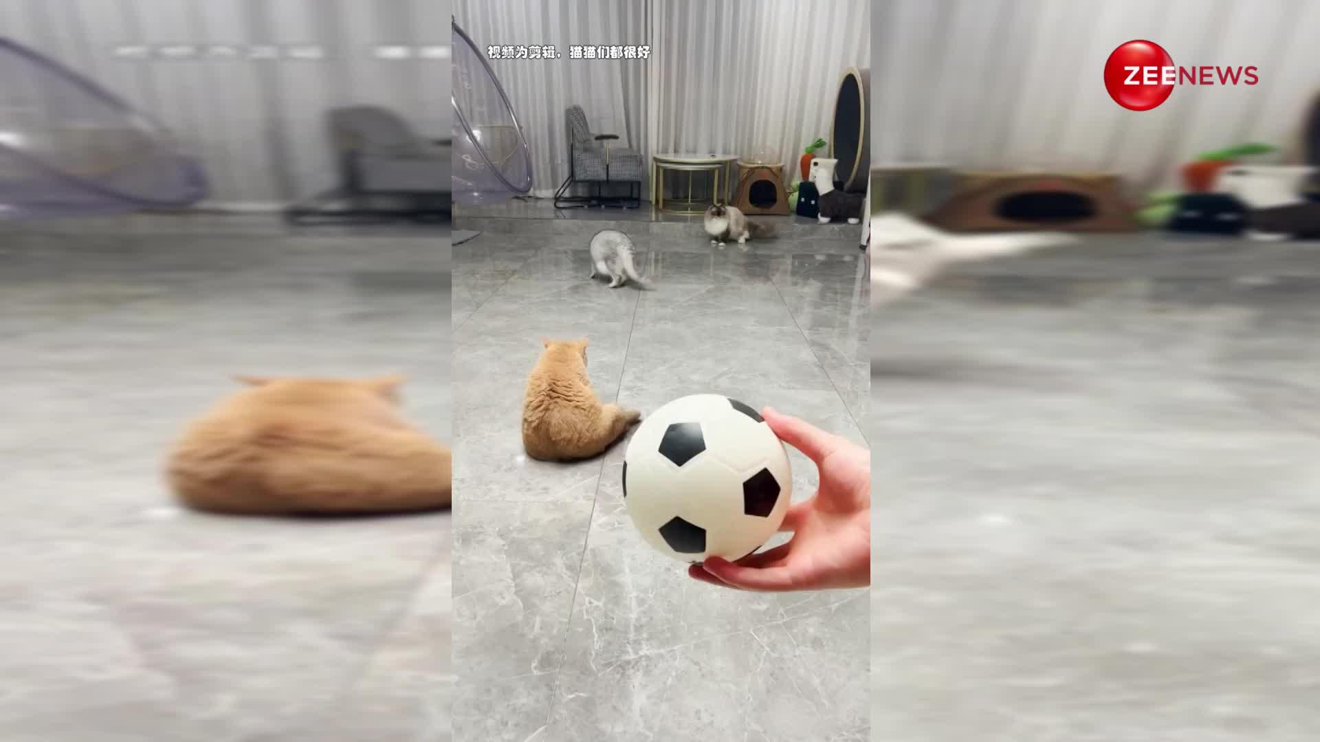 कुछ इस तरह बिल्लियों ने खेला फुटबॉल किया शानदार गोल, देखिए यह वायरल वीडियो