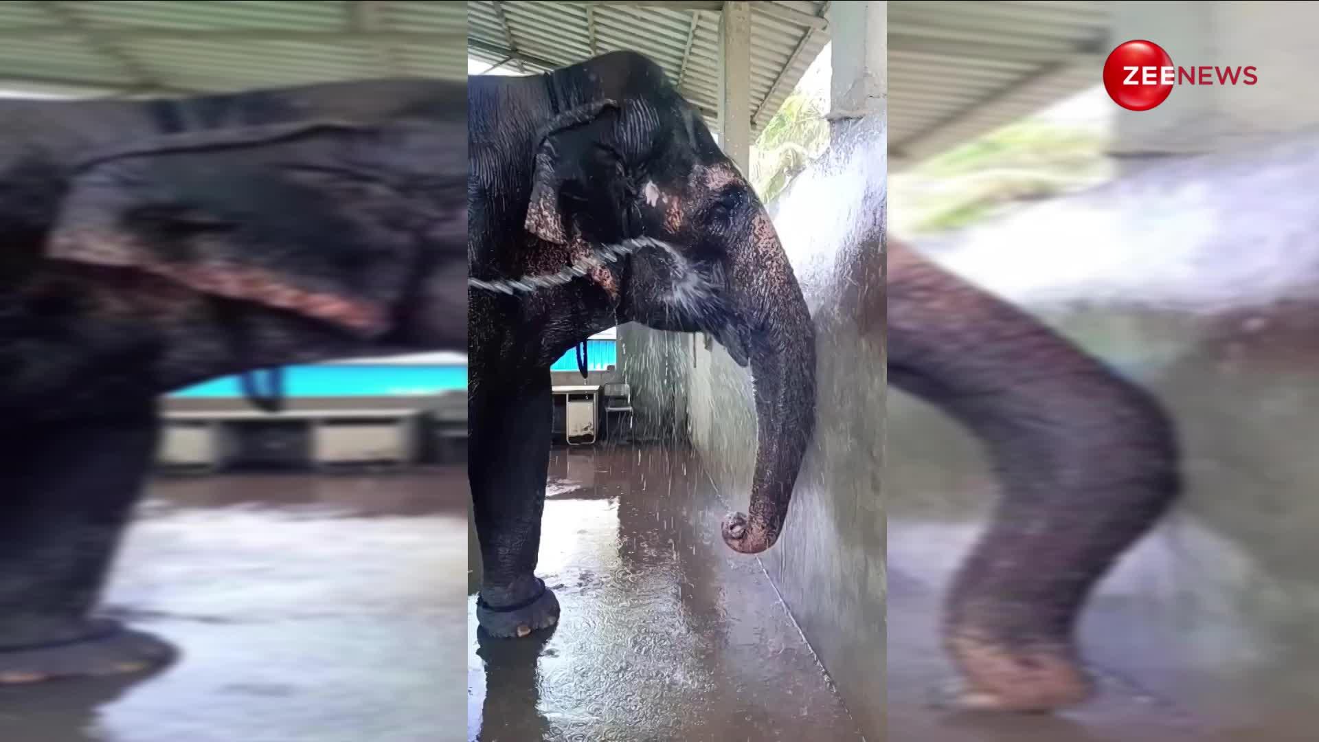 हाथी का नहाते हुए ये मजेदार वीडियो हो रहा सोशल मीडिया पर खूब वायरल
