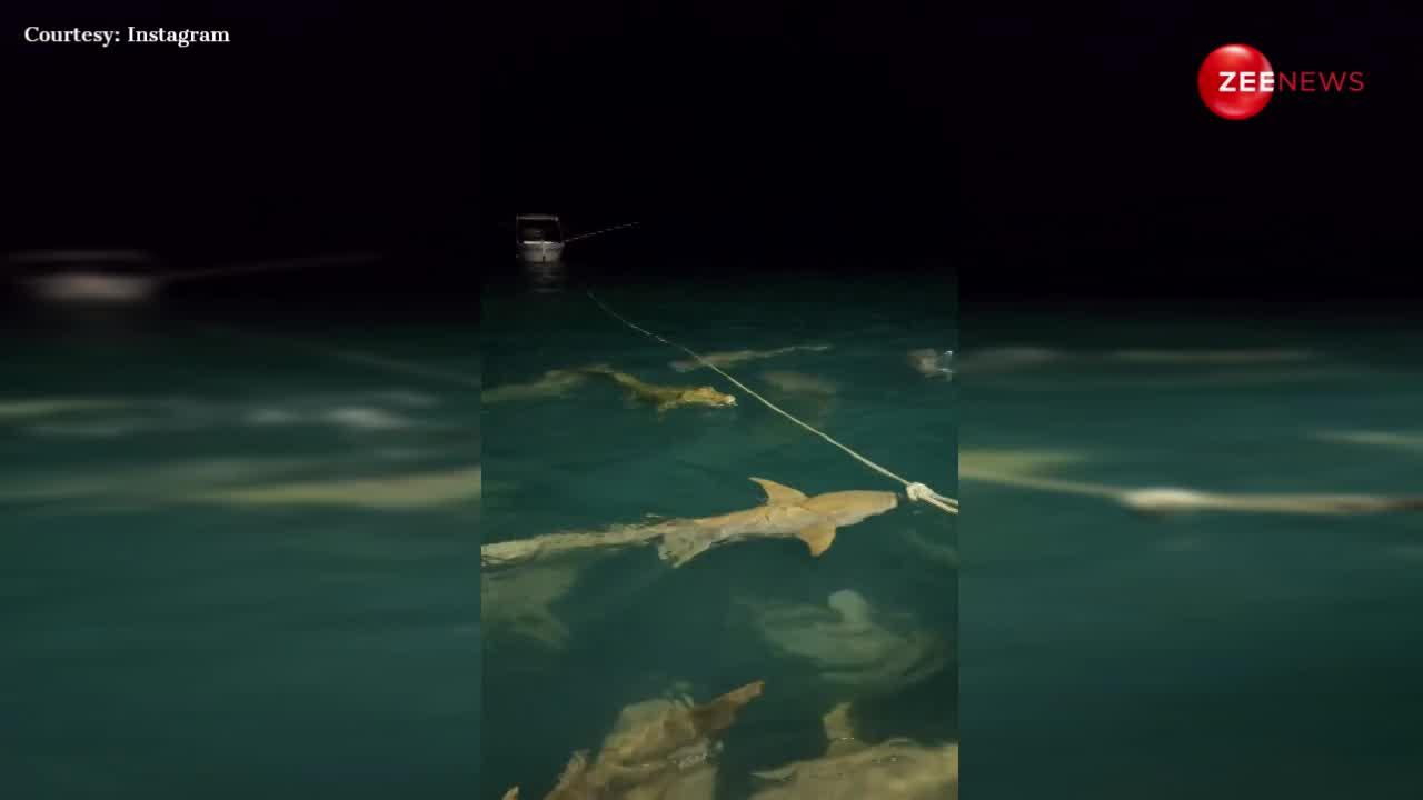 गहरे समंदर में अकेले मगरमच्छ को देख दर्जनों शार्क ने किया हमला, वीडियो देख रुह कांप जाएगी