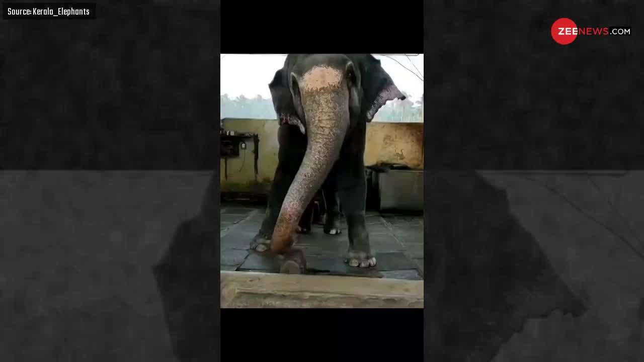 Viral Video: ‘नमो नमो जी शंकरा’ गाने पर हाथी ने लगाए जबरदस्त ठुमके, इंटरनेट पर वायरल हुआ मजेदार वीडियो