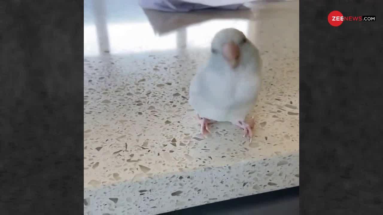 Viral Video: ये पक्षी देखें कैसे अपने दिल की बात कहता है...!
