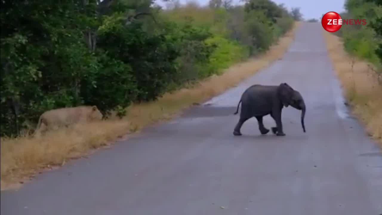 Hathi ka video: मां से बिछड़कर जंगल में भटक रहा था नन्हा हाथी तभी पीछा करने लगा शेर, छोटू ने चलाया ऐसा दिमाग भाग गया शिकारी