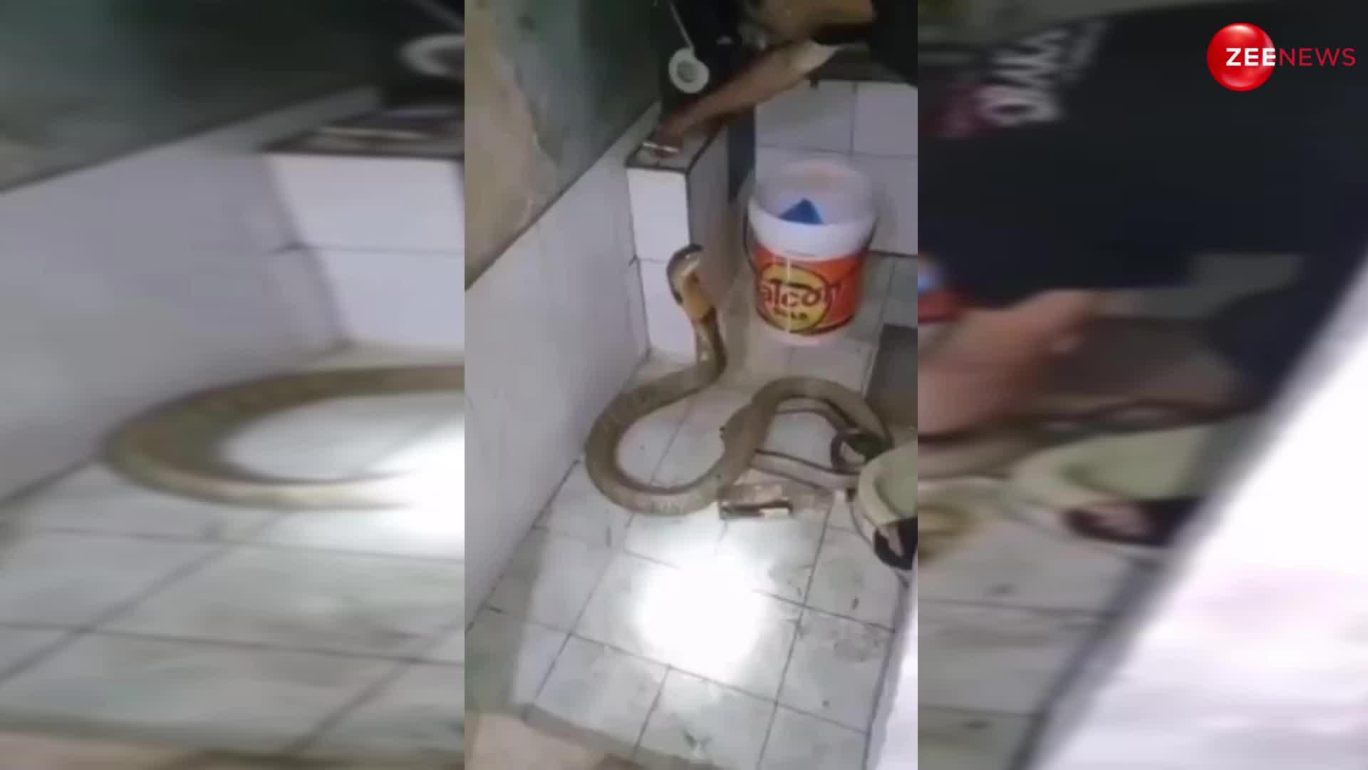 Viral Video: भाईसाहब की डेयरिंग, बाथरूम में बच्चे की तरह किंग कोबरा को नहलाया तो इंटरनेट पर मच गया बवाल