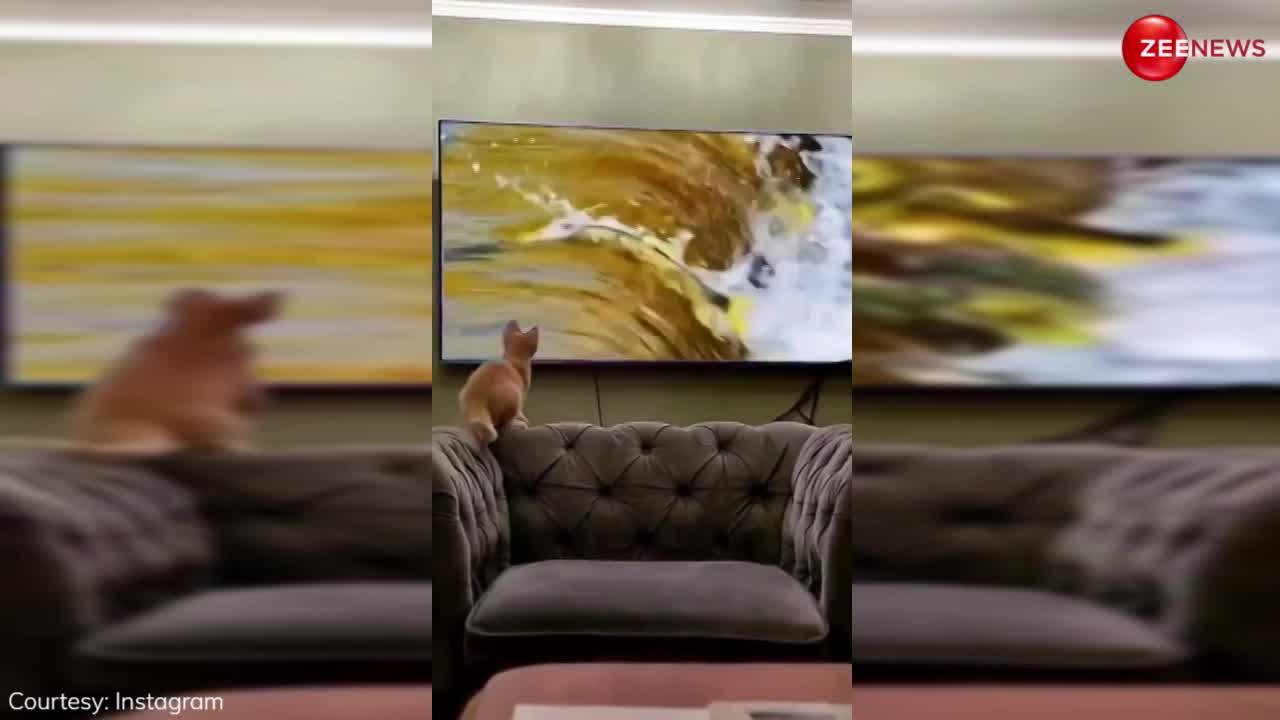 टीवी में मछली देख रही थी बिल्ली फिर अचानक मार दी उसी पर छलांग, वजह जान खूब हंसेंगे आप