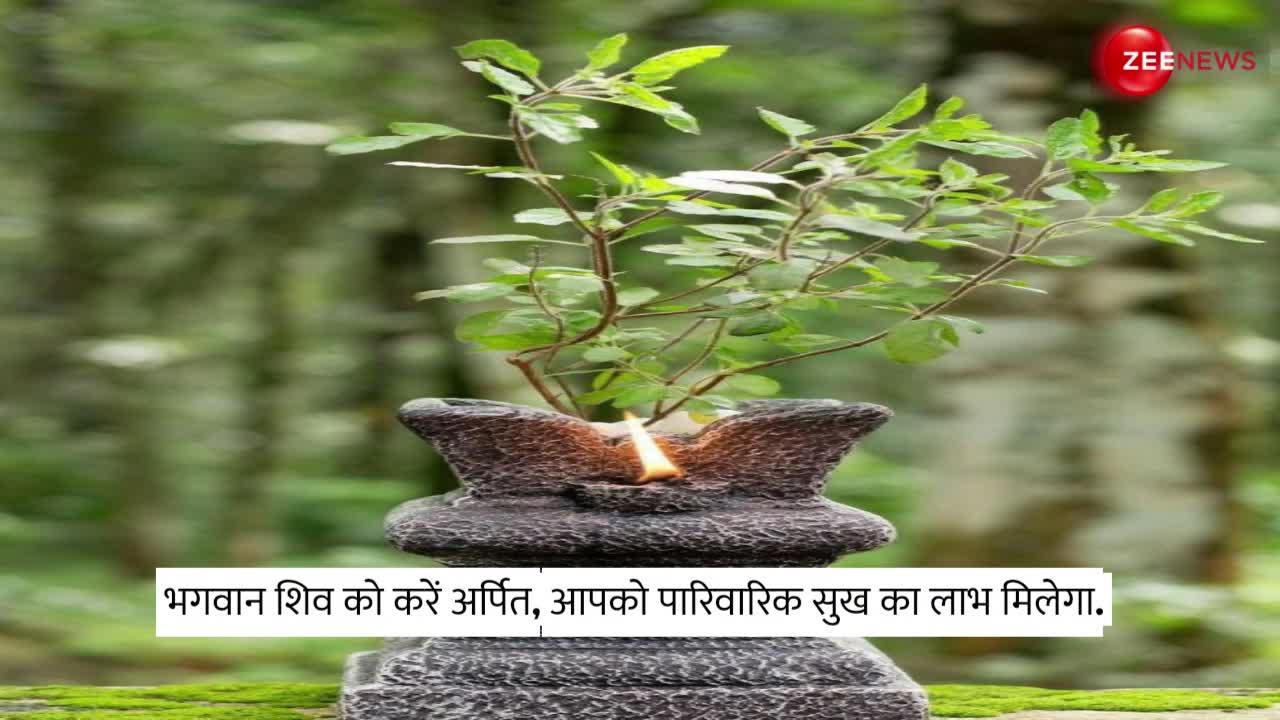 Tulsi Upay: तुलसी के पौधे में निकली मंजरी तो तुरंत करें ये काम, लग जाएगा धन का ढेर