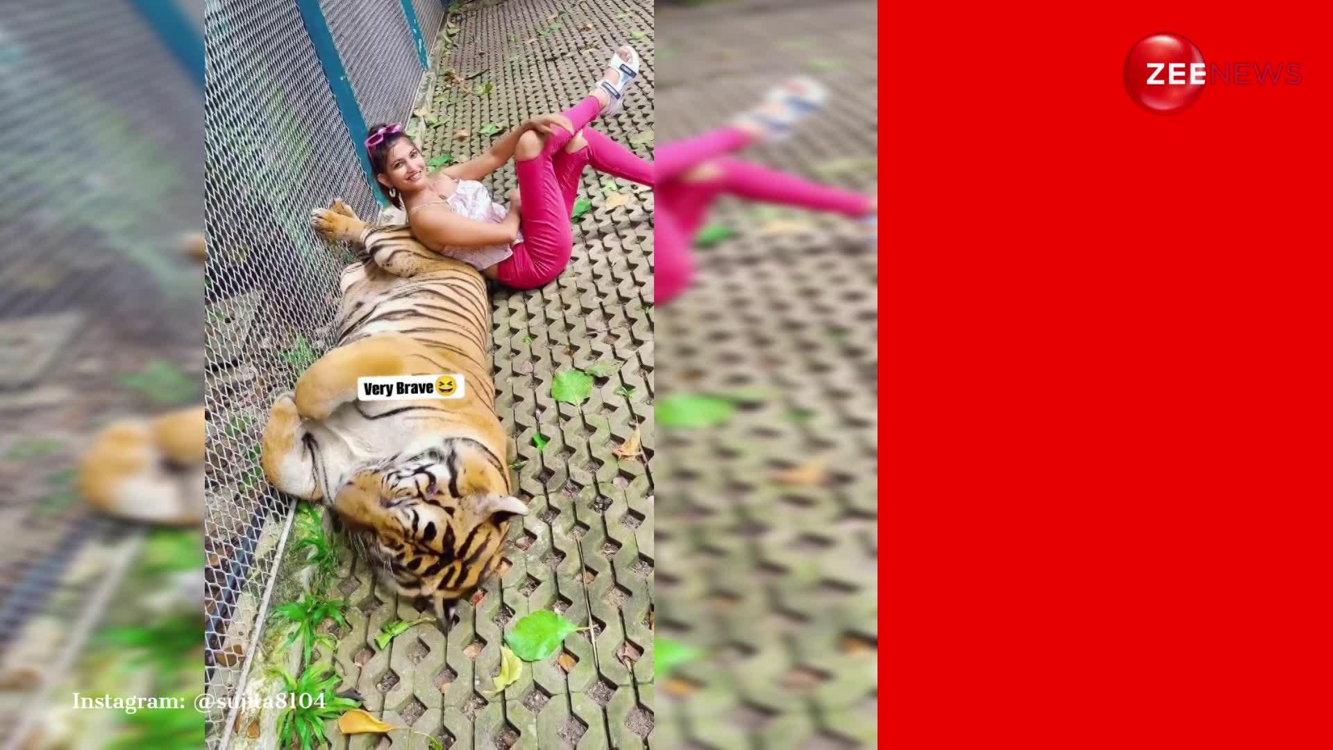VIDEO: टाइगर से चिपककर फोटो खिंचवाने लगी खूबसूरत महिला, बाघ ने ली करवट तो दुम दबाकर भागी