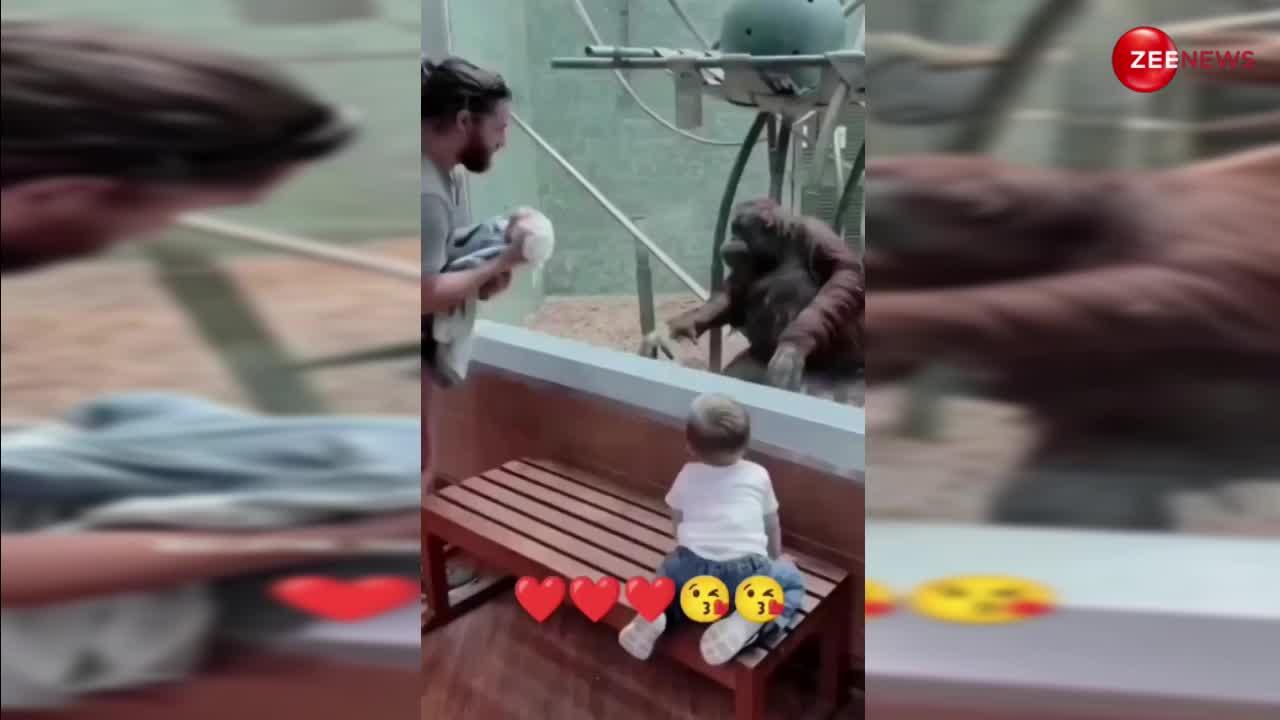 2 महीने के बच्चे को देख चिम्पैंजी ने खुशी से किया डांस, वीडियो देख-लोगों ने जमकर किया लाइक