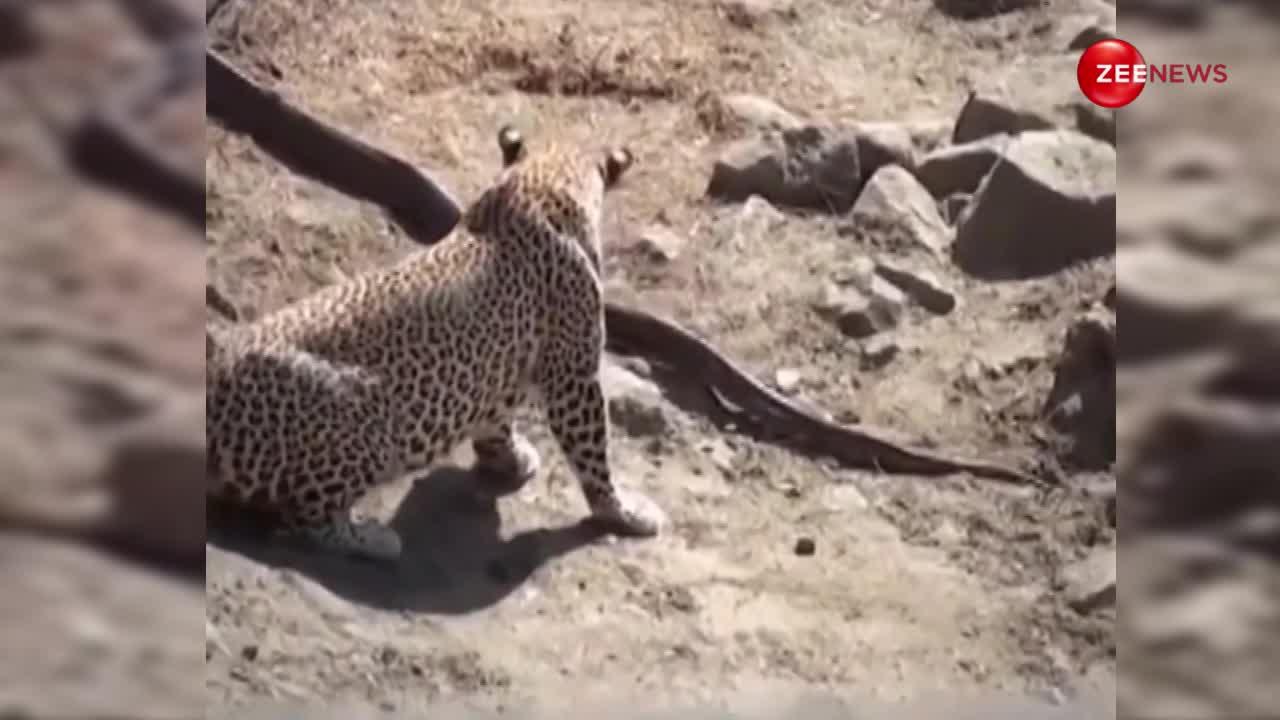 भारतीय खूंखार किंग कोबरा पर तेंदुए ने कर दिया अटैक, जबड़े में सांप का मुंह दबाकर एक बार में बनाया शिकार