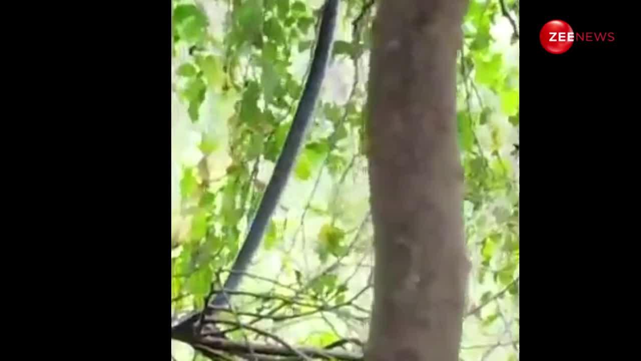एक पेड़ से दूसरे पेड़ पर जाने के लिए 5 फुट तक सीधा खड़ा हो गया किंग कोबरा, हैरतअंगेज वीडियो आया सामने