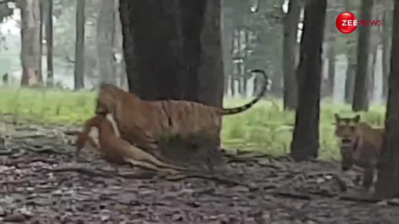 हिरण का शिकार कर जंगल की तरफ घसीटते हुए ले गया खूंखार बाघ, वीडियो नींद उड़ा देगा