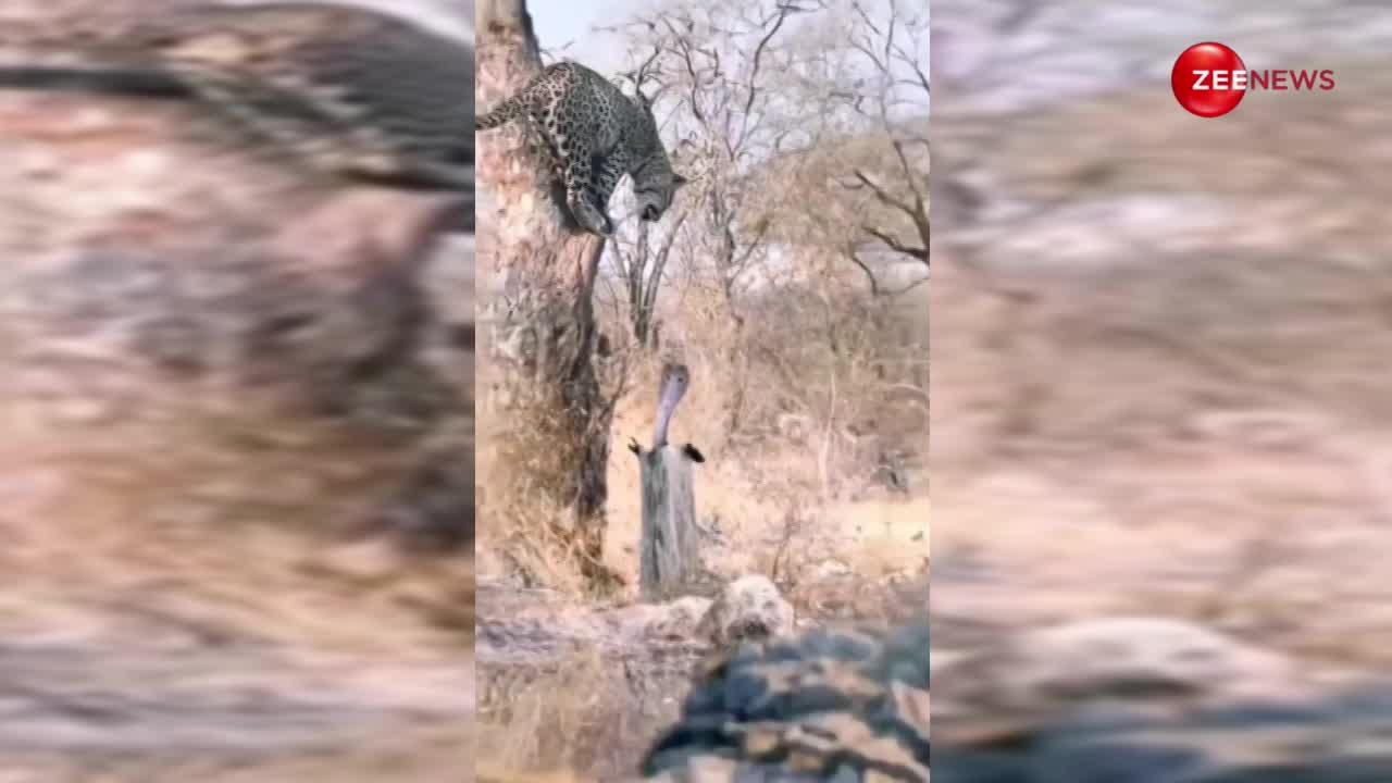 गुस्सैल किंग कोबरा ने तेंदुए पर कर दिया अटैक, पेड़ पर चढ़कर मारे फन; वायरल हुआ दिमाग हिला देने वाला वीडियो