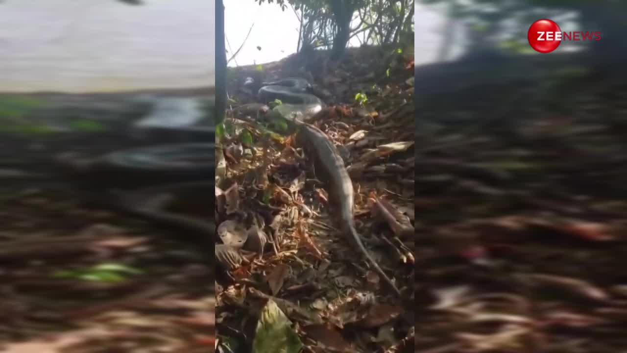 अफ्रीकन जंगलों में रेंगता दिखा अबतक का सबसे बड़ा किंग कोबरा, साइज देखकर ही छूट जाएंगे पसीने
