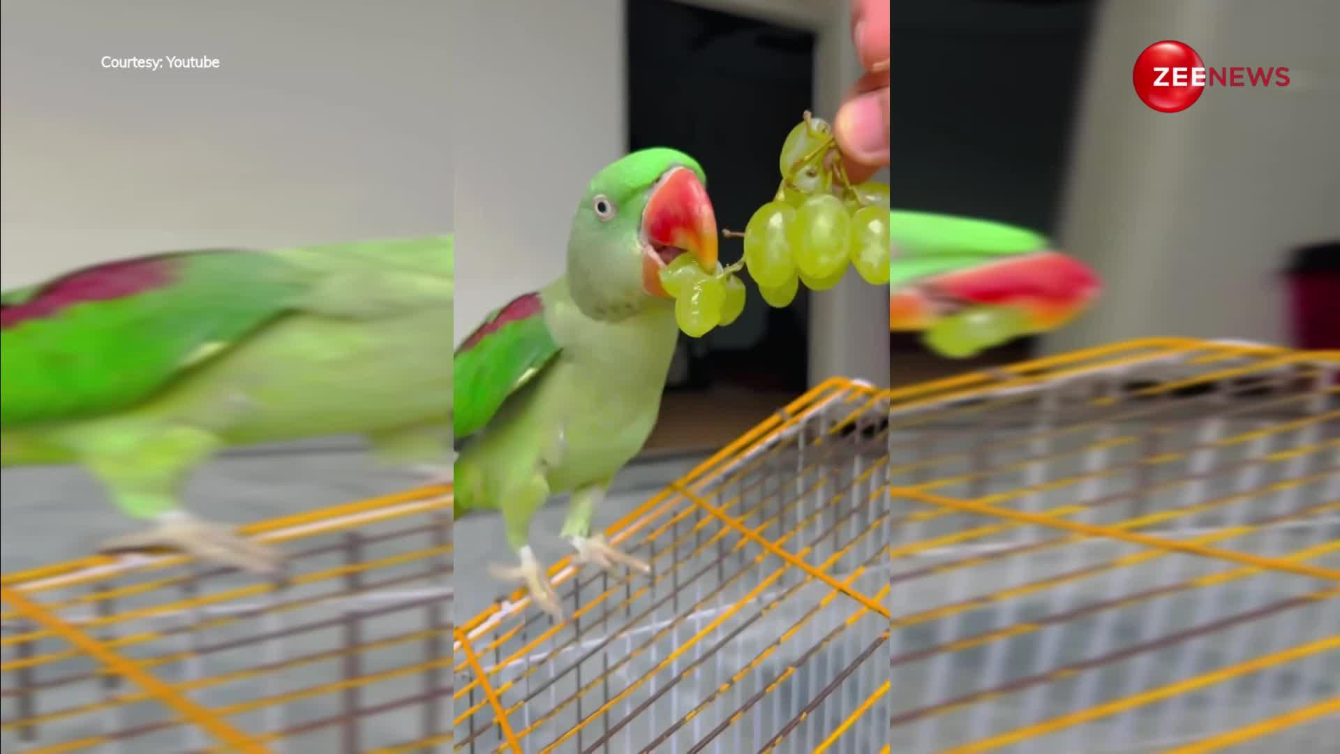 Viral Video: क्यूट अंदाज में नजर आया तोता, देखकर आपको भी हो जाएगा प्यार