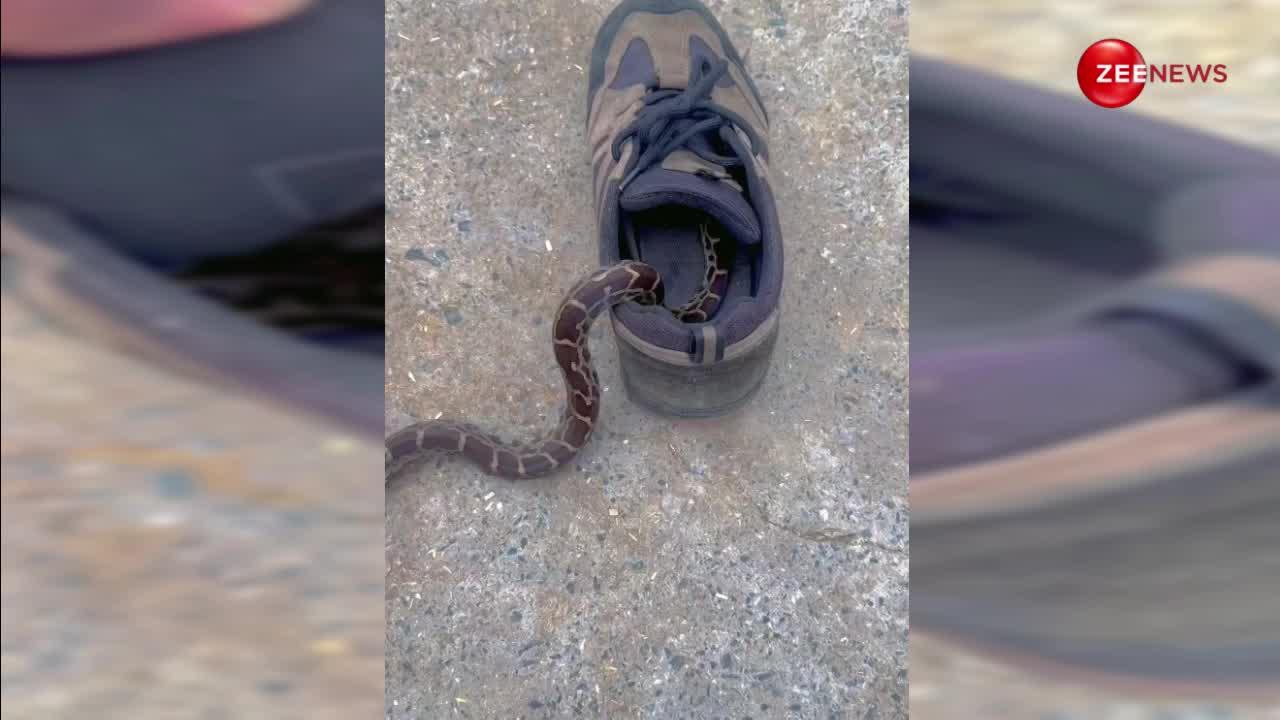 Snake Video: अगली बार जूते पहनने से पहले देख लें ये वीडियो, ऐसी जगह छिपकर बैठा था किंग कोबरा