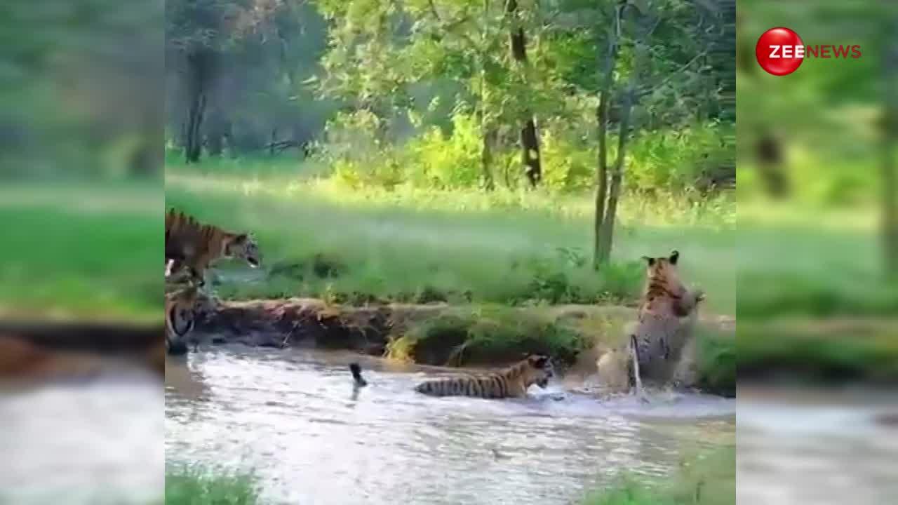 पन्ना टाइगर रिजर्व से वायरल हुआ रोमांचित कर देने वाला नजारा, एक साथ पानी में मस्ती करते दिखे 5 बाघ