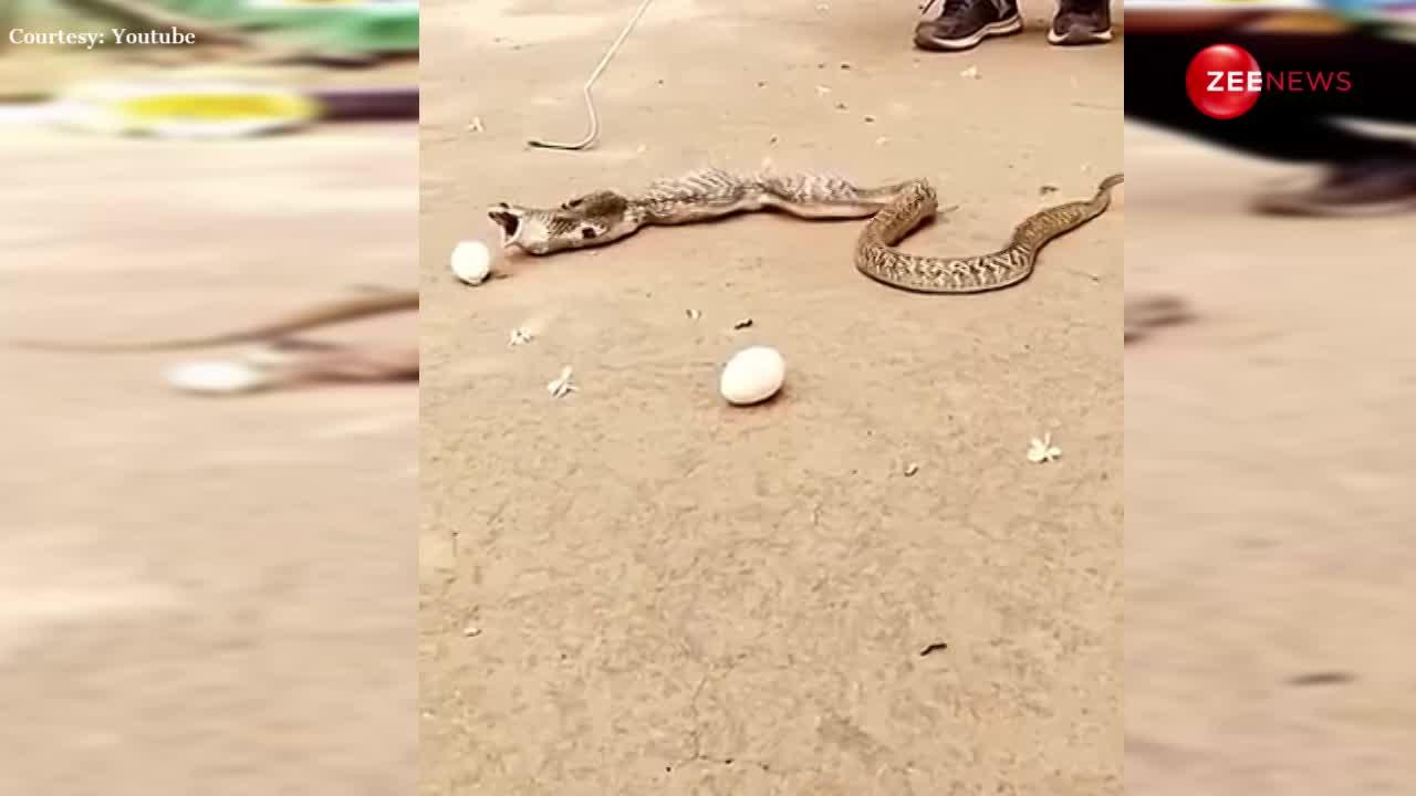 1-2 नहीं...पूरे 8 अंडे मुंह से उगलने लगा कोबरा, वीडियो देखकर खड़े हो जाएंगे रोंगटे!